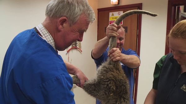 The Yorkshire Vet - Episode 1