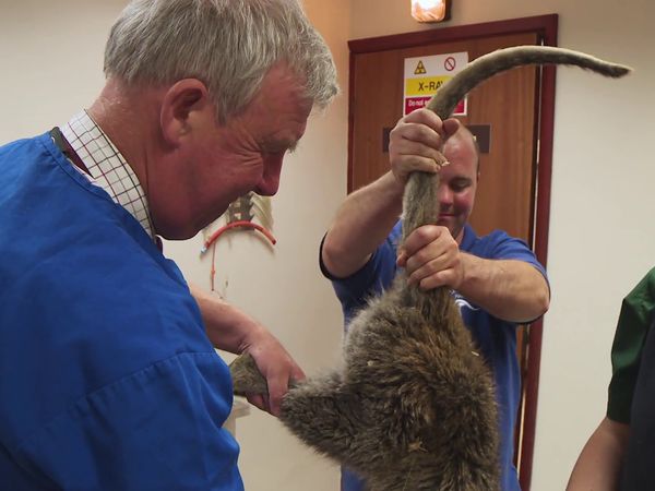 The Yorkshire Vet - Episode 1
