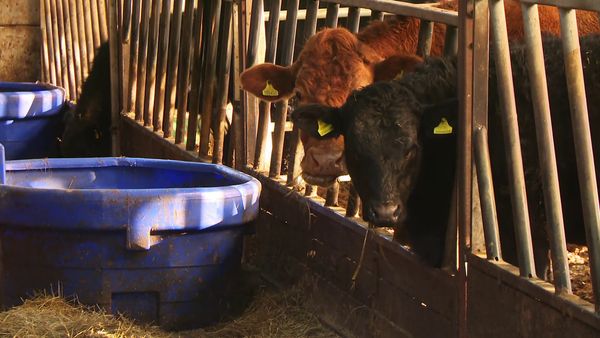 The Yorkshire Vet - Episode 5