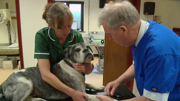 The Yorkshire Vet - Episode 6