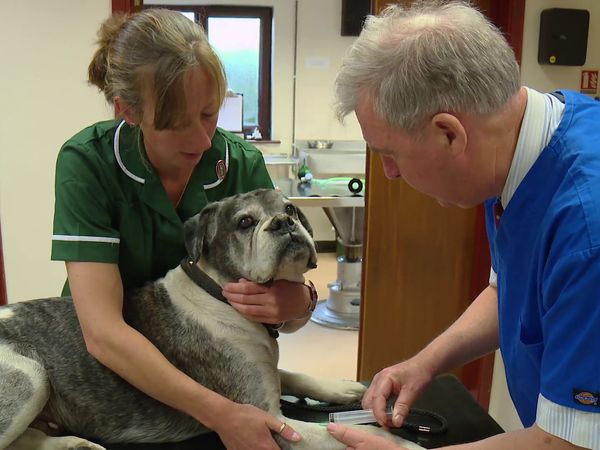 The Yorkshire Vet - Episode 6