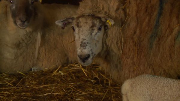 The Yorkshire Vet - Episode 4