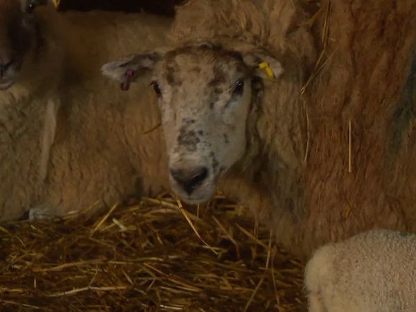 The Yorkshire Vet - Episode 4
