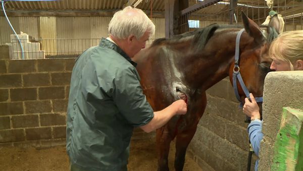 The Yorkshire Vet - Episode 7