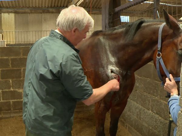 The Yorkshire Vet - Episode 7