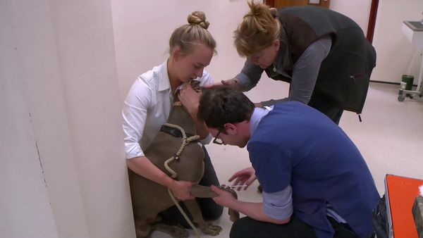 The Yorkshire Vet - Episode 3