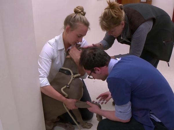 The Yorkshire Vet - Episode 3