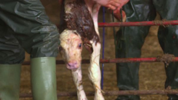 The Yorkshire Vet - Episode 8