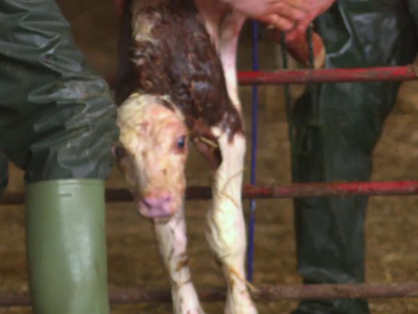 The Yorkshire Vet - Episode 8