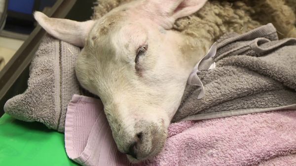 The Yorkshire Vet - Episode 11