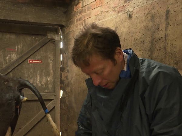 The Yorkshire Vet - Episode 9