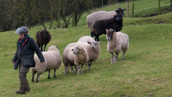 The Yorkshire Vet - Episode 6