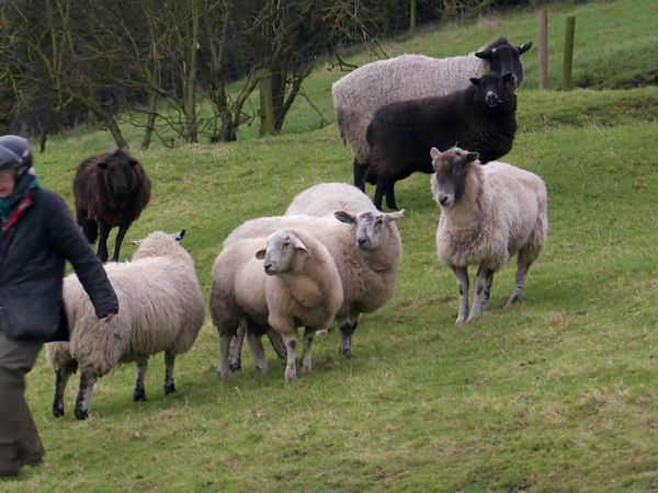 The Yorkshire Vet - Episode 6