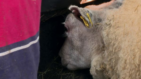 The Yorkshire Vet - Episode 1