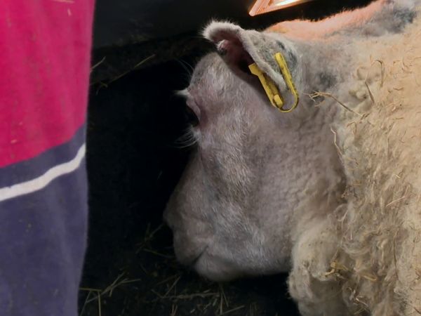 The Yorkshire Vet - Episode 1
