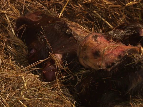 The Yorkshire Vet - Episode 2