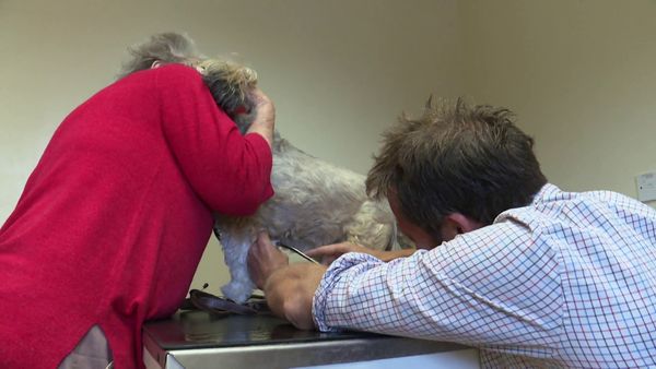 The Yorkshire Vet - Episode 7
