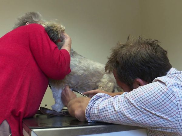 The Yorkshire Vet - Episode 7