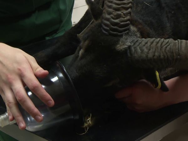The Yorkshire Vet - Episode 8