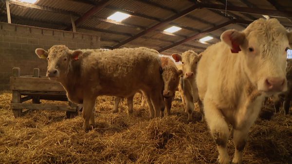The Yorkshire Vet - Special On Call