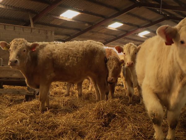 The Yorkshire Vet - Special On Call