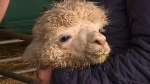The Yorkshire Vet - Episode 6