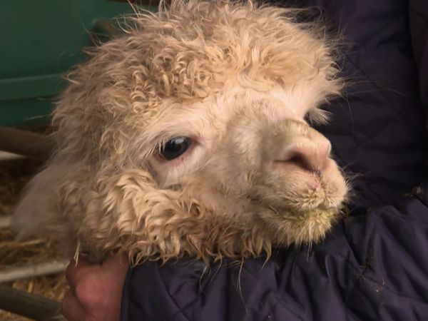 The Yorkshire Vet - Episode 6