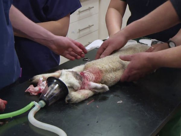 The Yorkshire Vet - Episode 5