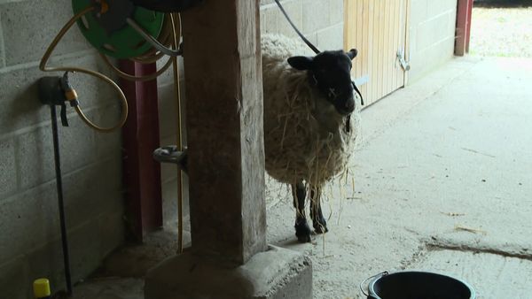 The Yorkshire Vet - Episode 9