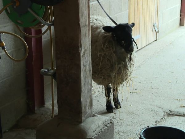 The Yorkshire Vet - Episode 9