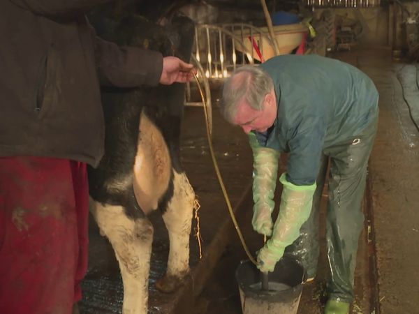 The Yorkshire Vet - Episode 2