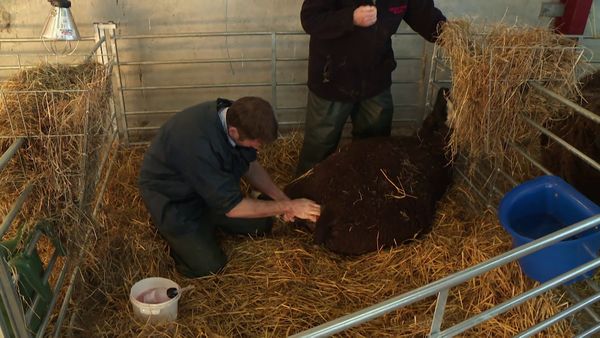 The Yorkshire Vet - Episode 3