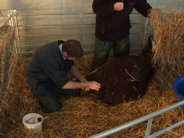 The Yorkshire Vet - Episode 3