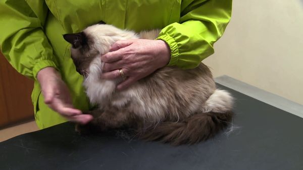 The Yorkshire Vet - Episode 7
