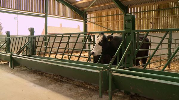 The Yorkshire Vet - Episode 2