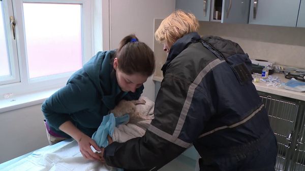 The Yorkshire Vet - Episode 9