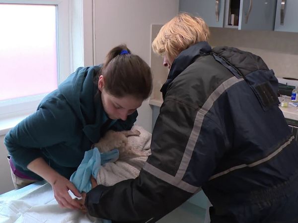 The Yorkshire Vet - Episode 9