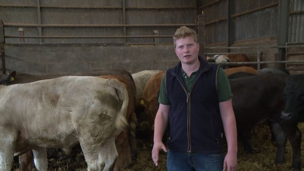 The Yorkshire Vet - All Farmers Great and Small