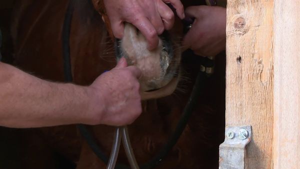 The Yorkshire Vet - Episode 4