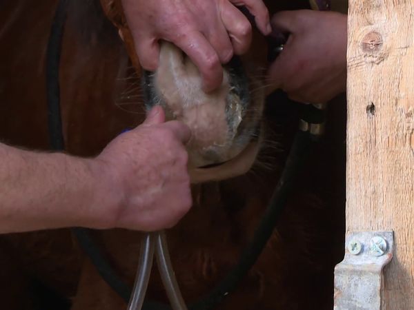 The Yorkshire Vet - Episode 4