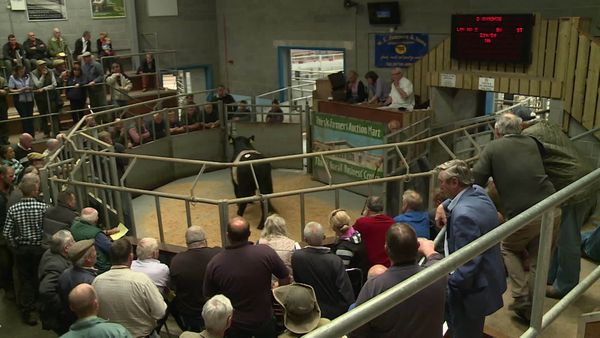 The Yorkshire Vet - The Green's Story