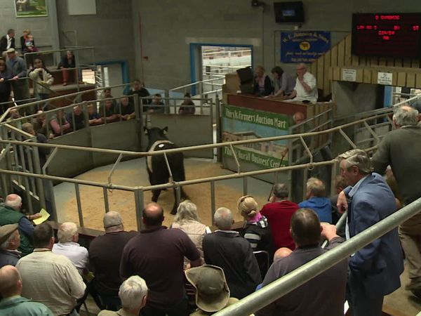 The Yorkshire Vet - The Green's Story