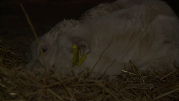 The Yorkshire Vet - Episode 8