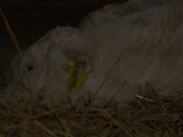 The Yorkshire Vet - Episode 8