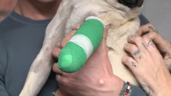 The Yorkshire Vet - Episode 7