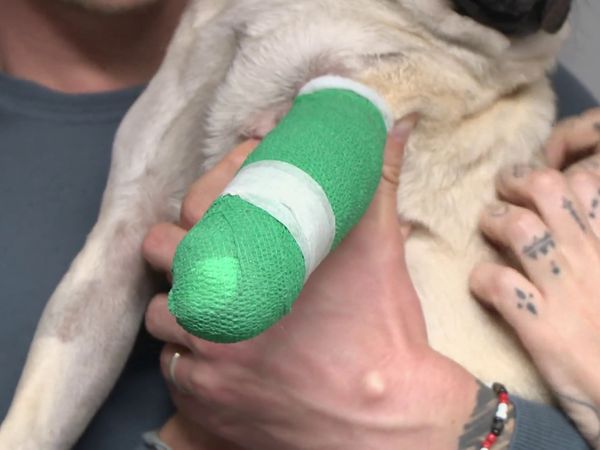 The Yorkshire Vet - Episode 7