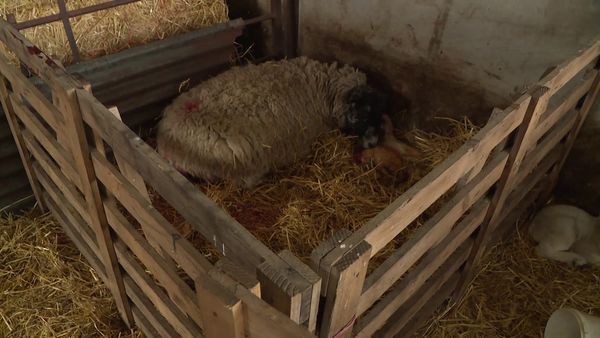The Yorkshire Vet - Episode 7