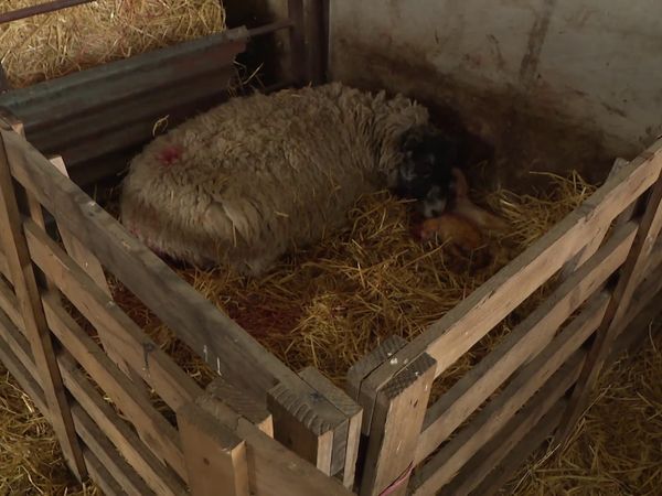The Yorkshire Vet - Episode 7