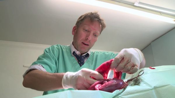 The Yorkshire Vet - Episode 4