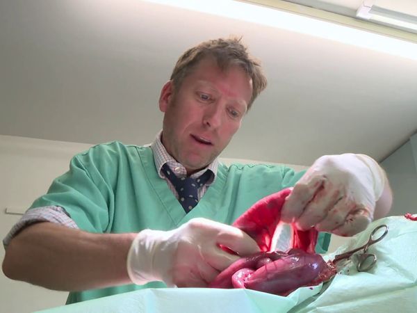 The Yorkshire Vet - Episode 4